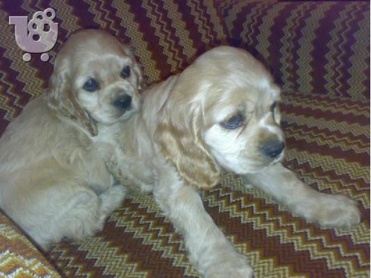 Αμερικανικος Κόκερ Σπάνιελ 350 euro